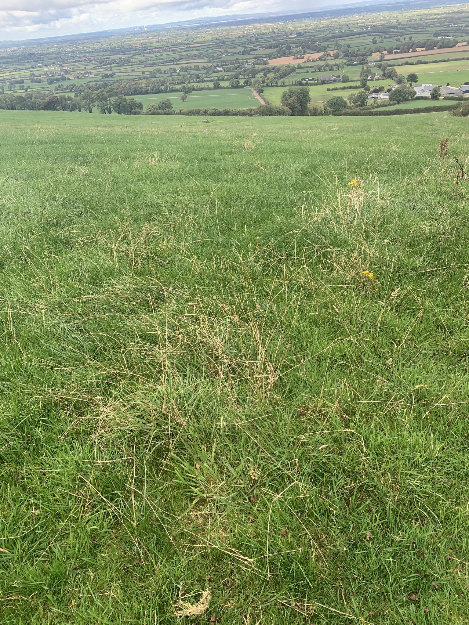 Carey farmland in Common