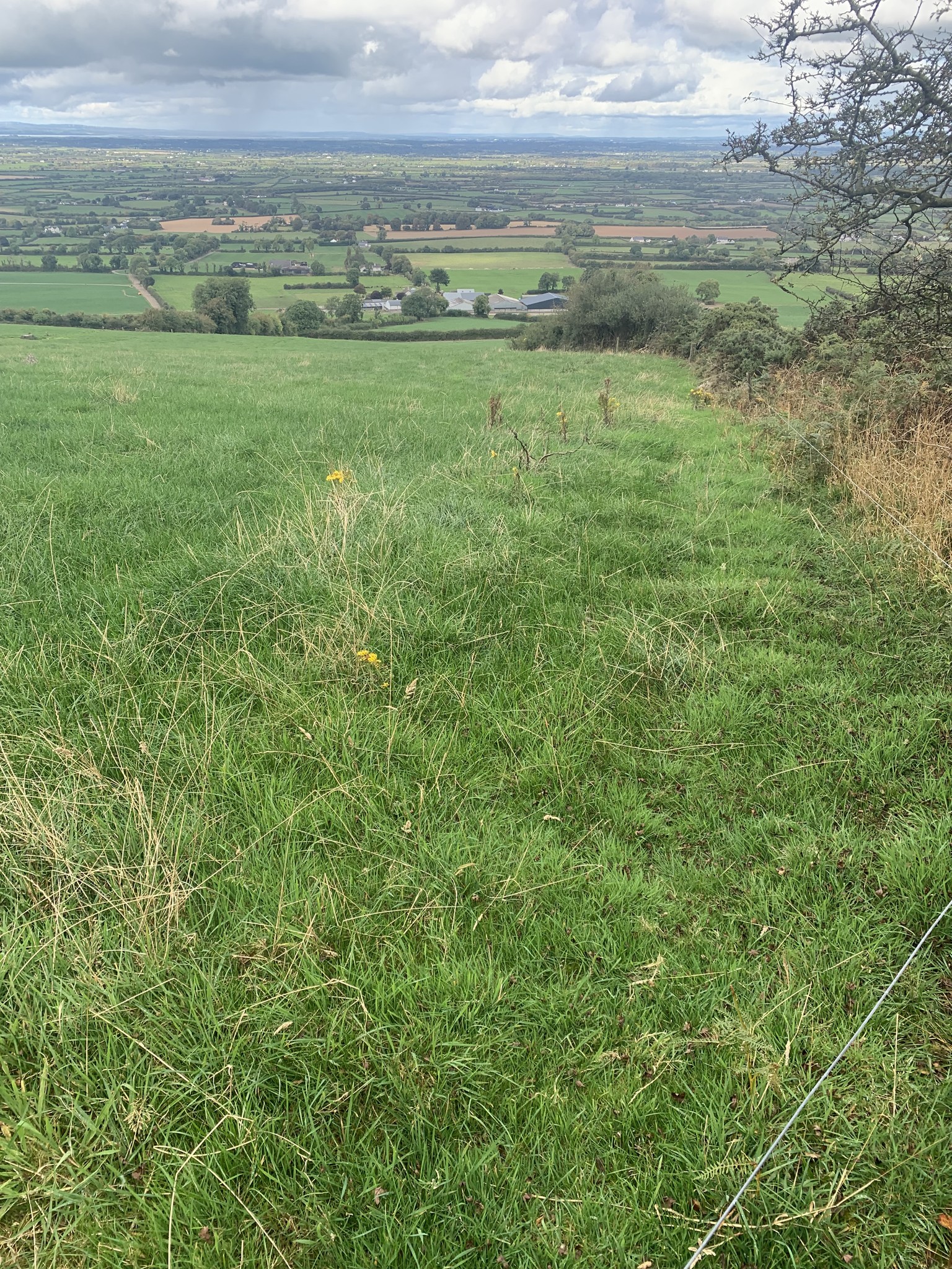 Carey farmland in Common