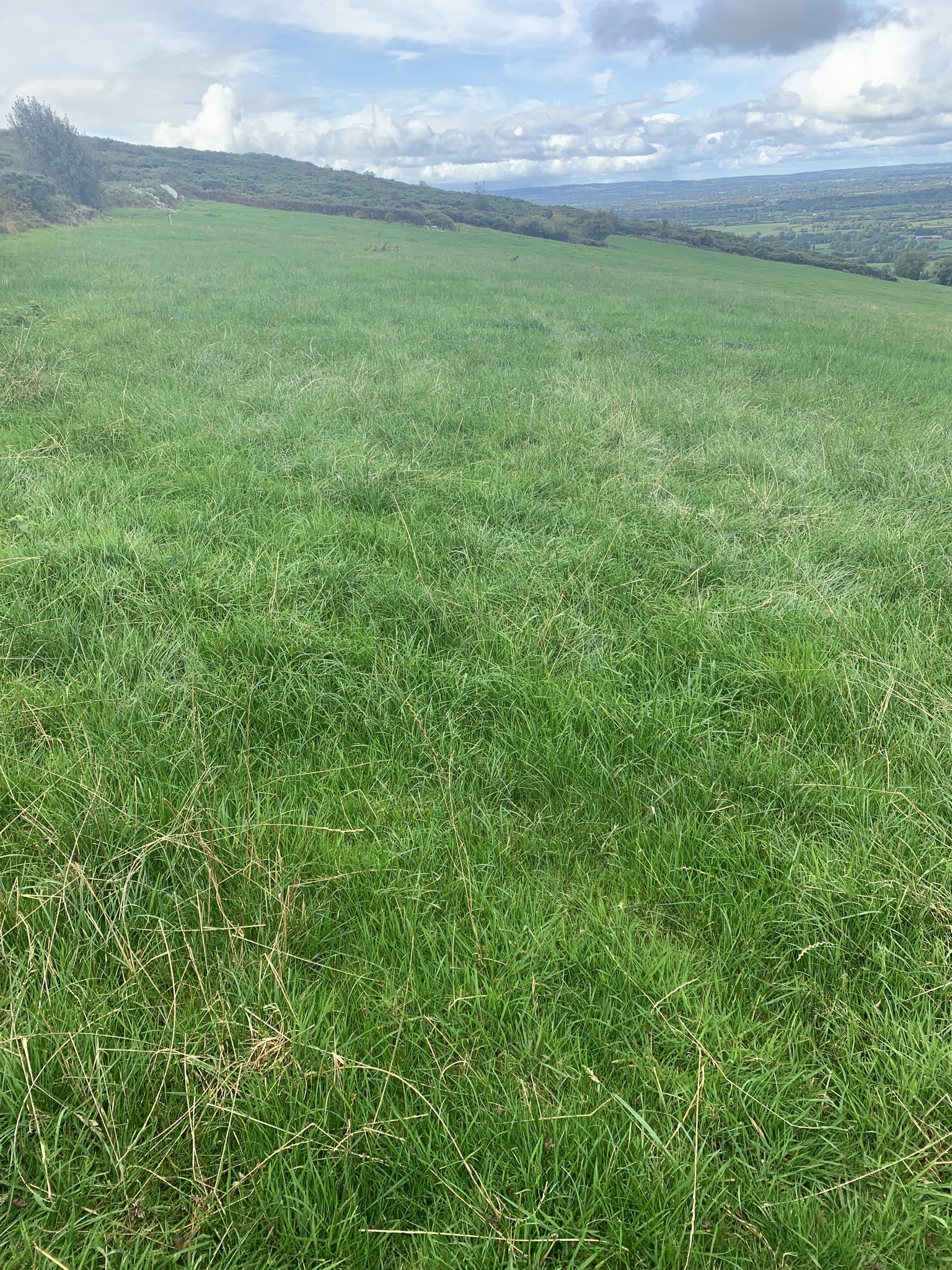 Carey farmland in Common